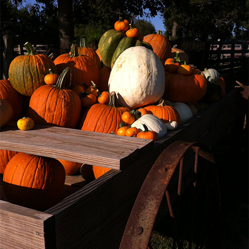Pick Your Own Pumpkins in the u-pick pumpkin patch at Bull Bottom Farms